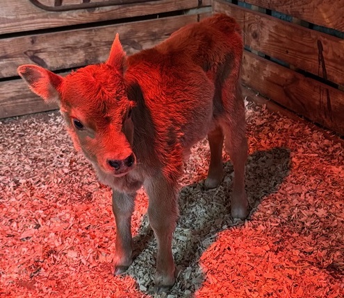 miniature jersey cross heifer bottle calves, several are A2/A2